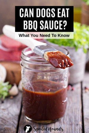 Can Dogs Eat BBQ Sauce? What You Need To Know - Spoiled Hounds