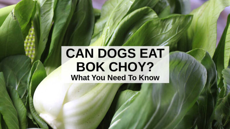A closer look at Can Dogs Have Cooked Bok Choy With Coconut Oil
