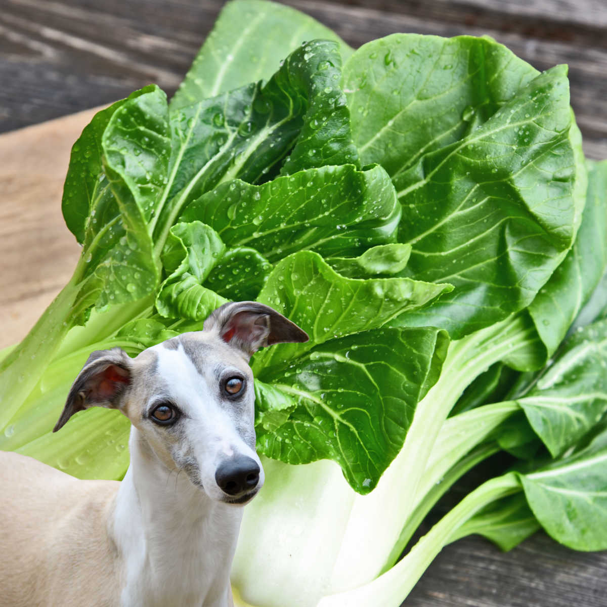 dog in front of fresh bok choy.
