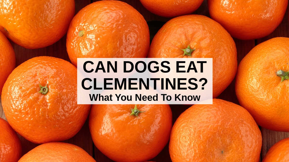 are mandarin oranges bad for a dog