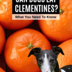 dog in front of clementines.