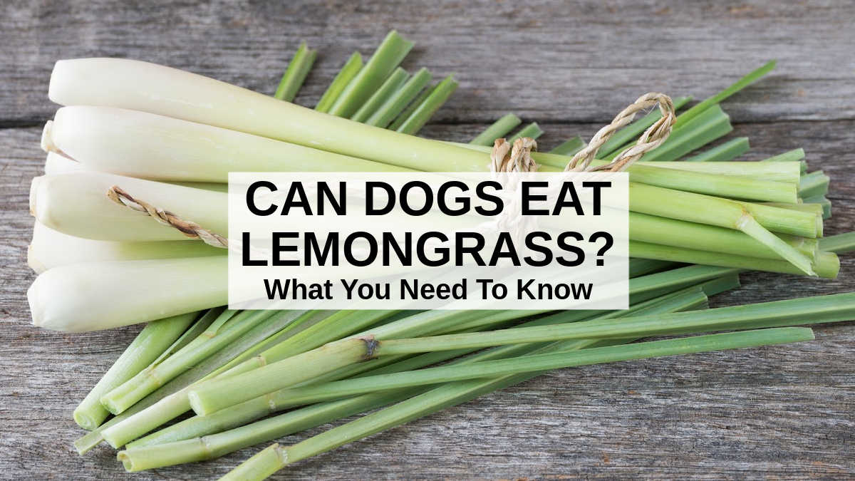 Lemongrass 2025 on dogs