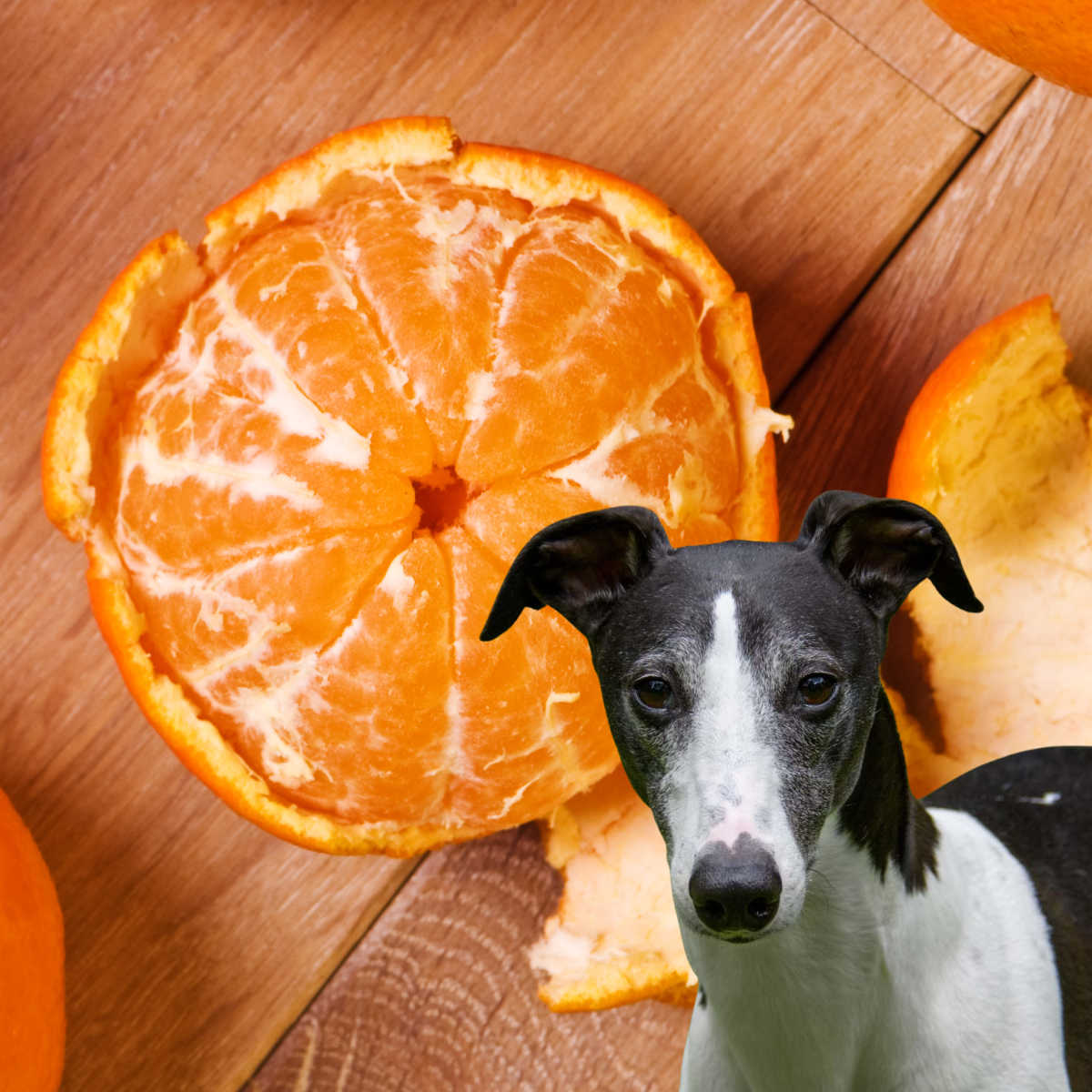 dog in front of a peeled clementine.