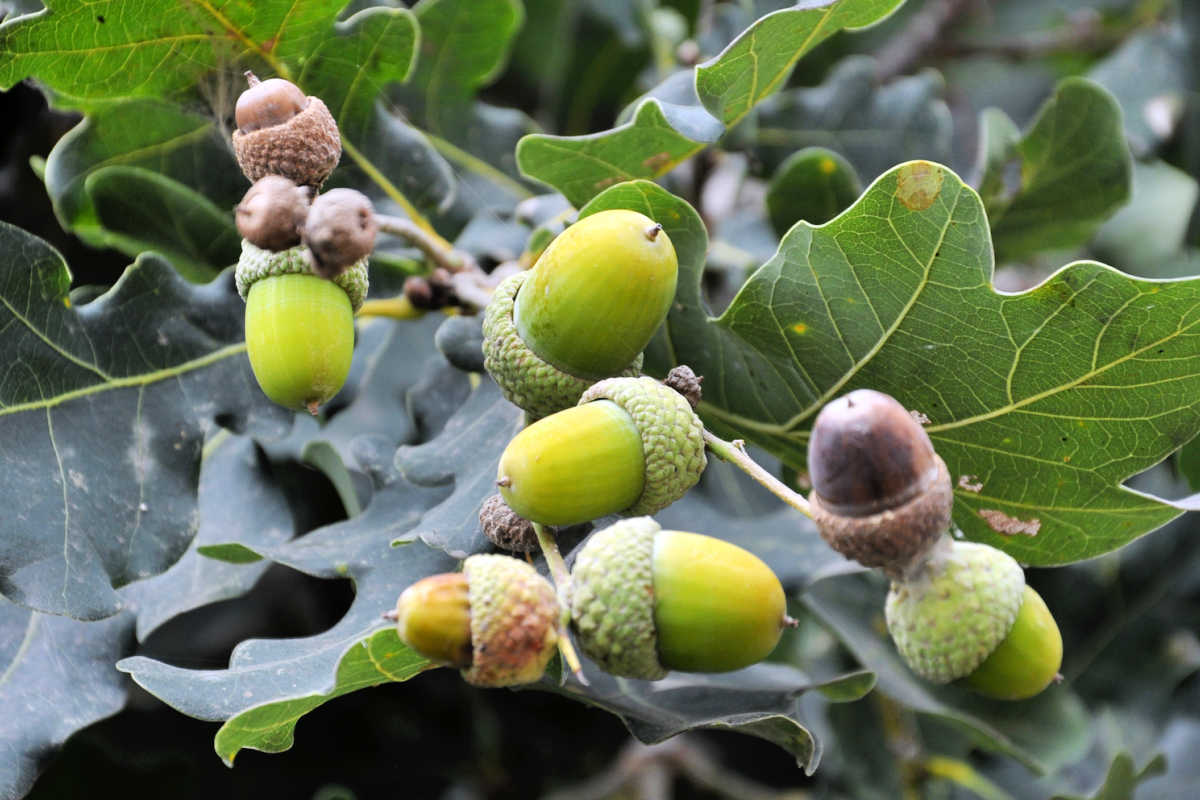 acorns hanging on an oak tree.