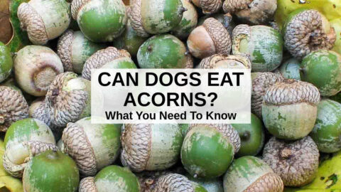 Can Dogs Eat Acorns? What You Need To Know