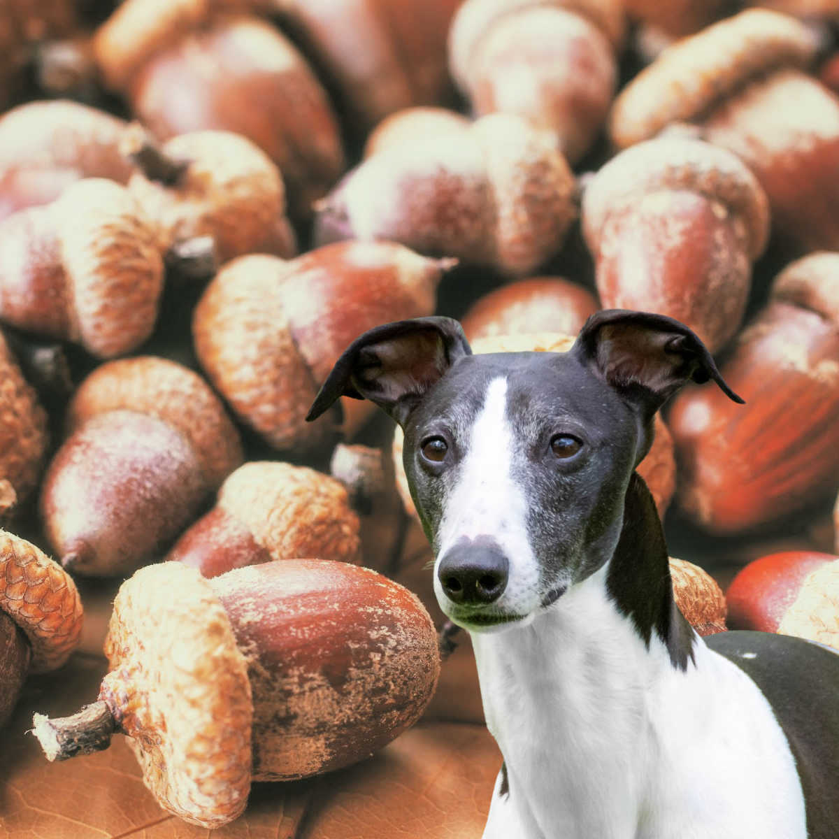 dog in front of acorns.