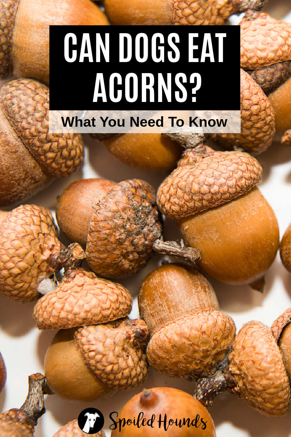 a bunch of brown acorns.