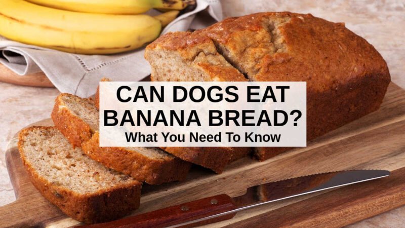 Can Dogs Eat Banana Bread? What You Need To Know - Simplifying Banana Bread For Dogs With Digestive Problems And Allergies