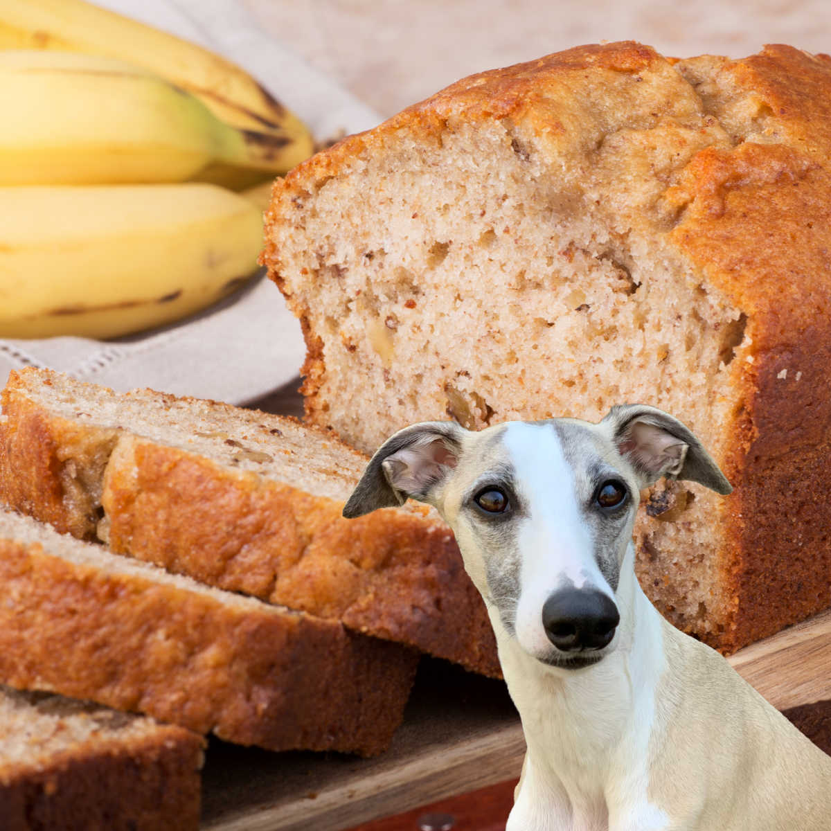 dog in front of banana bread and bananas.