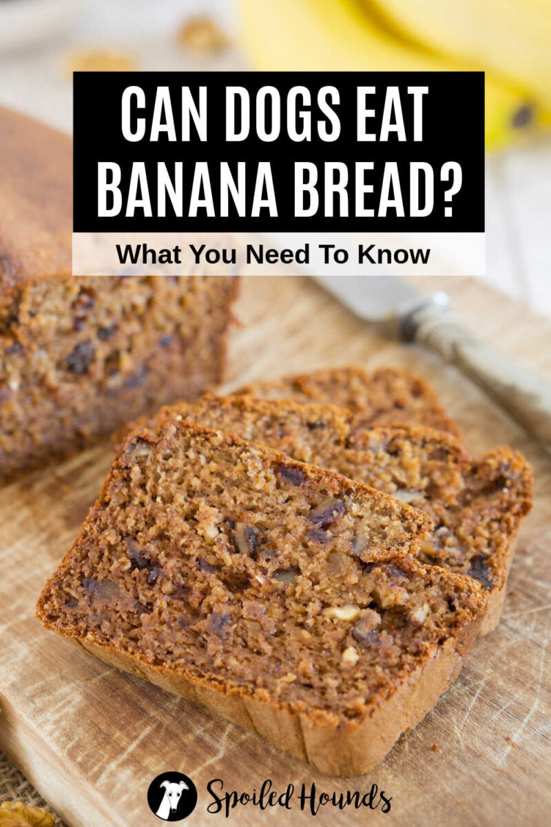View of Can Dogs Eat Banana Bread? What You Need To Know