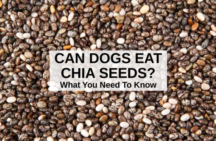 a bunch of chia seeds.