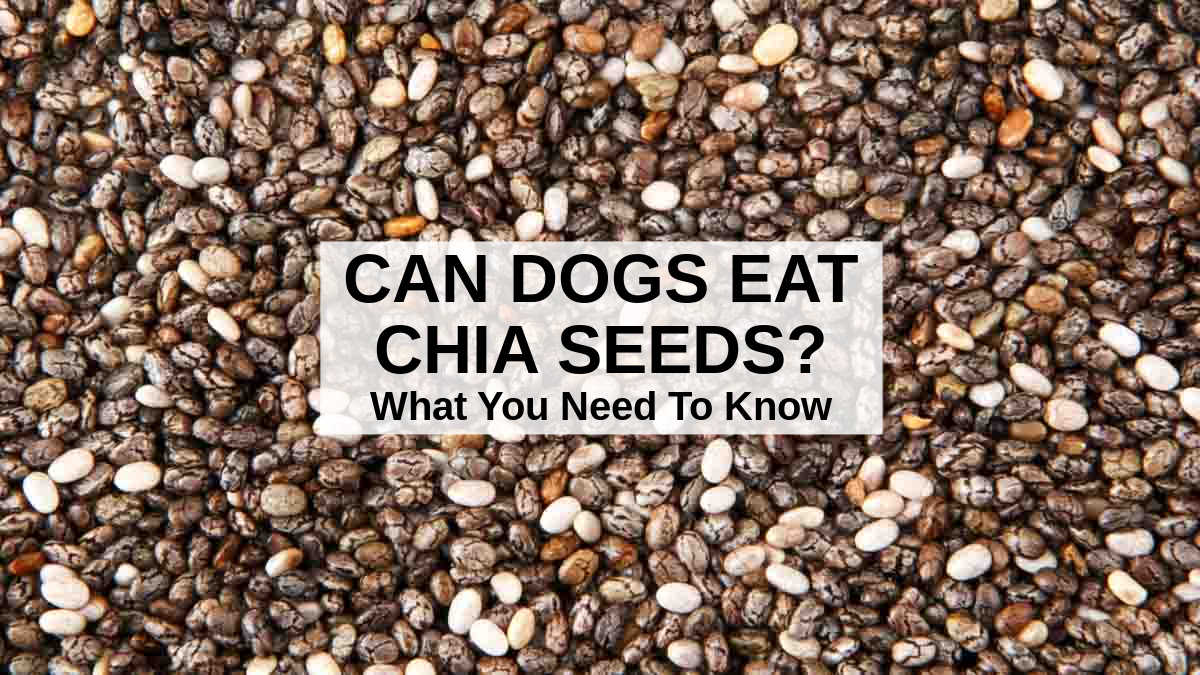 Can dogs eat chia seed