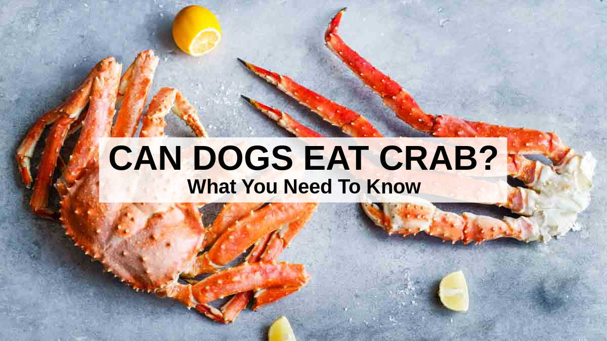 Can Dogs Eat Crab? What You Need To Know