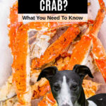 dog in front of crab legs on ice.