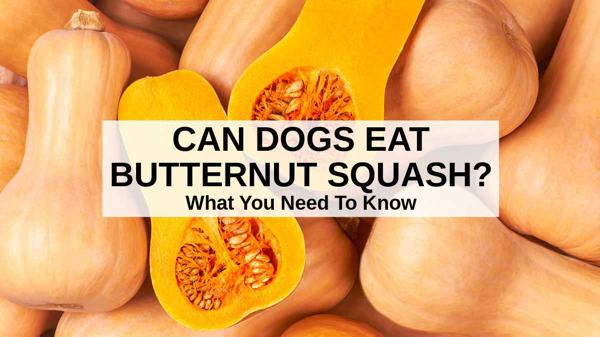 Can Dogs Eat Butternut Squash? What You Need To Know