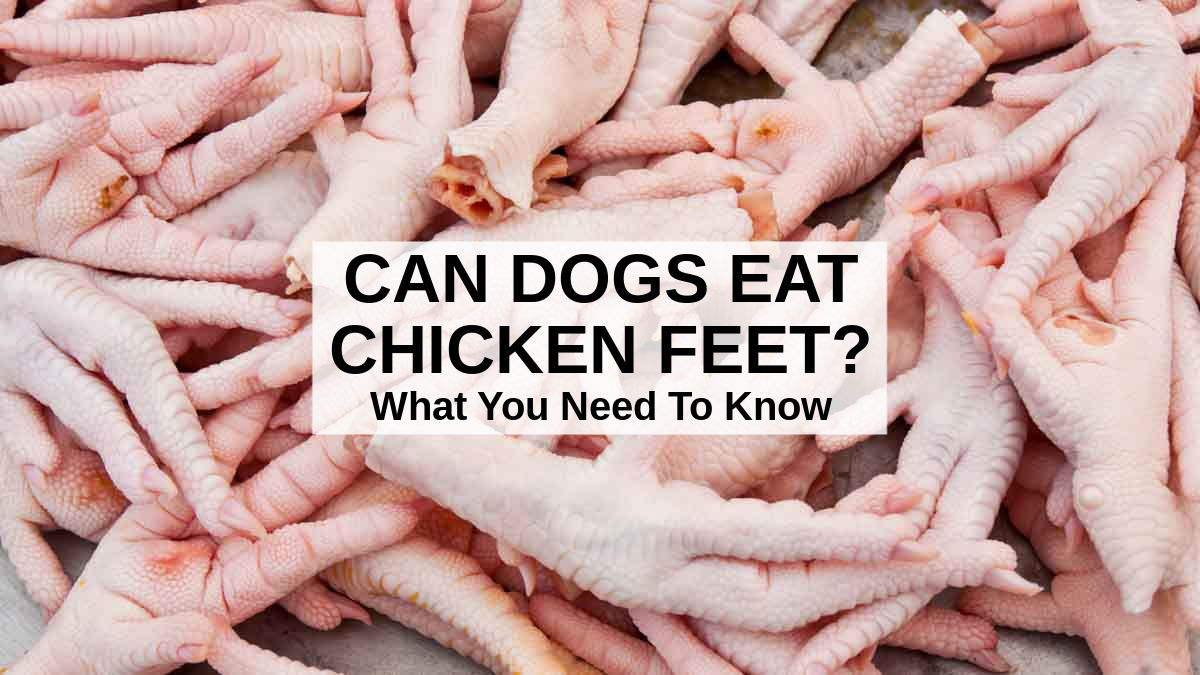 Can Dogs Eat Raw Chicken Feet?  