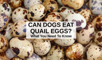 a bunch of quail eggs.
