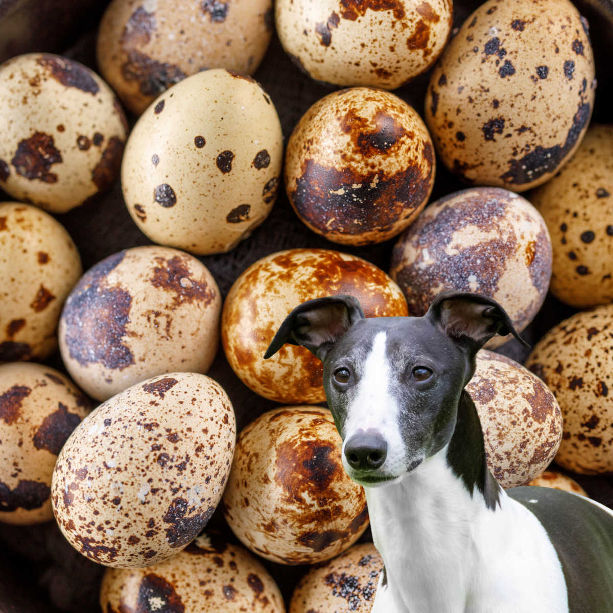black and white dog in front of quail eggs.