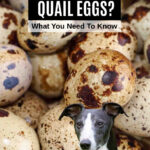 dog in front of quail eggs.