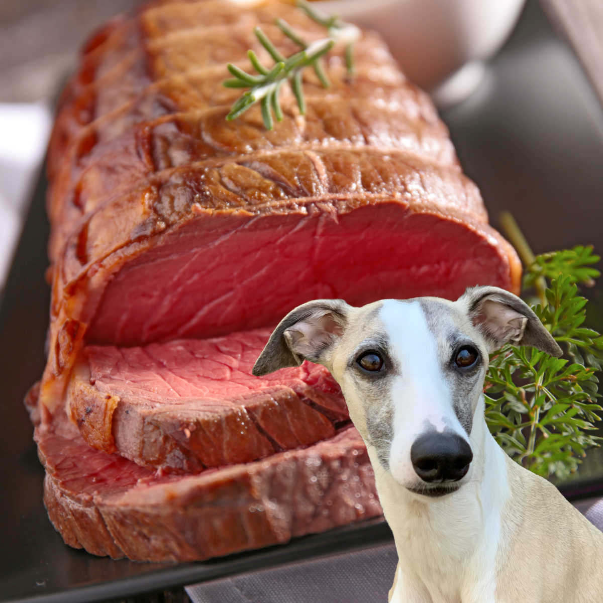whippet dog in front roast beef.