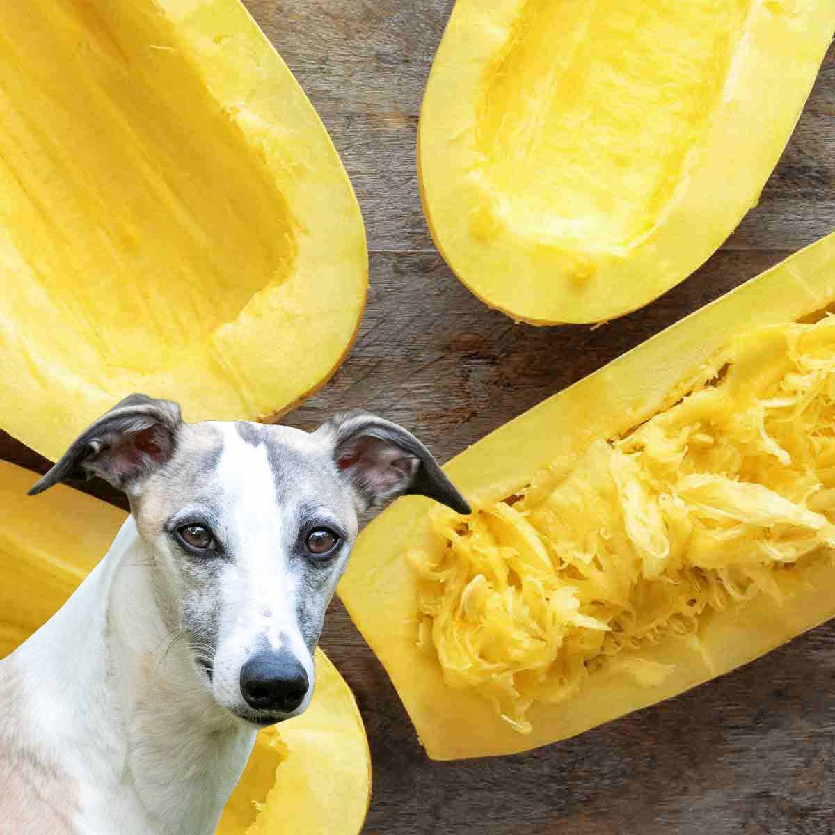 whippet dog in front of spaghetti squash halves.