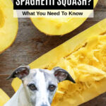dog in front of spaghetti squash halves.