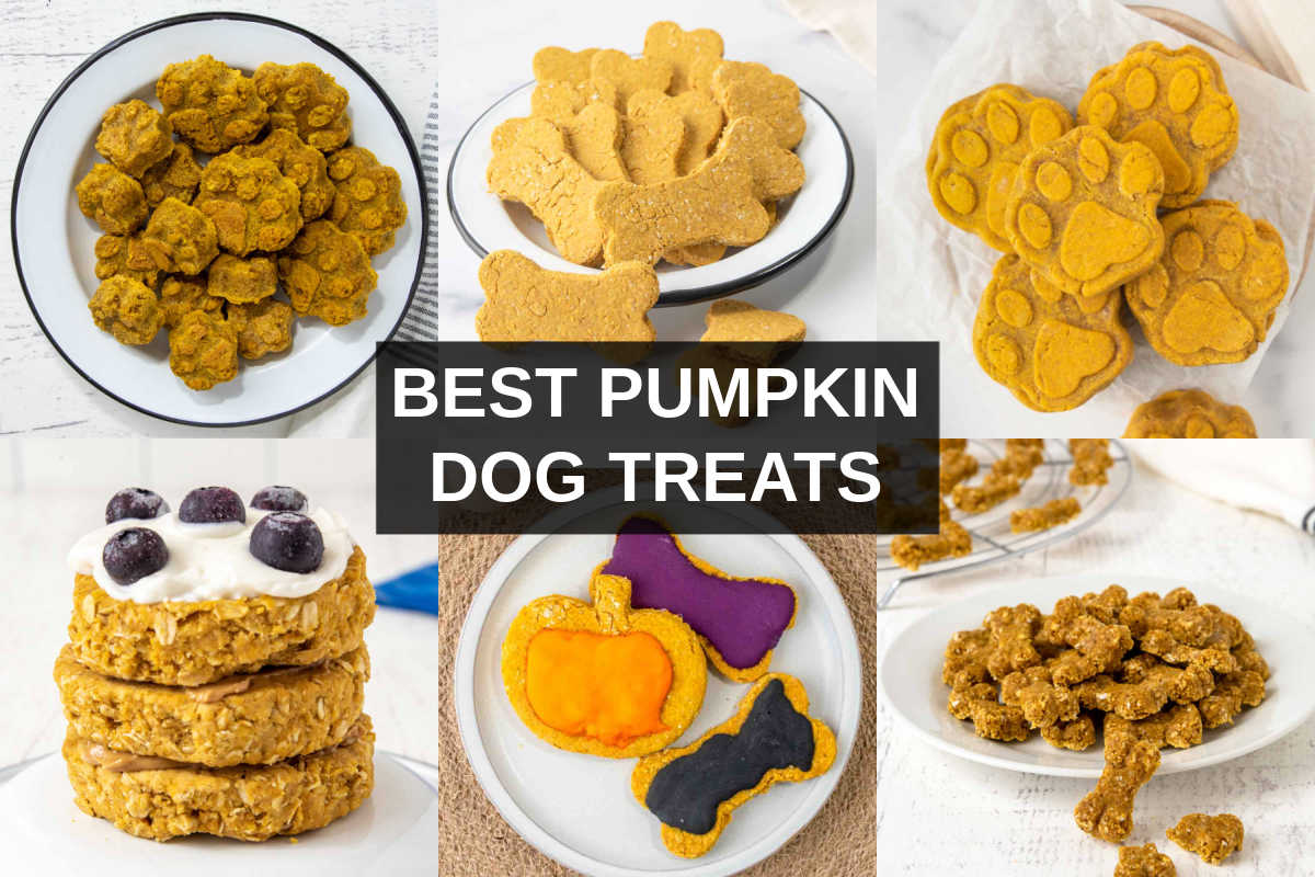 pumpkin yogurt dog treats