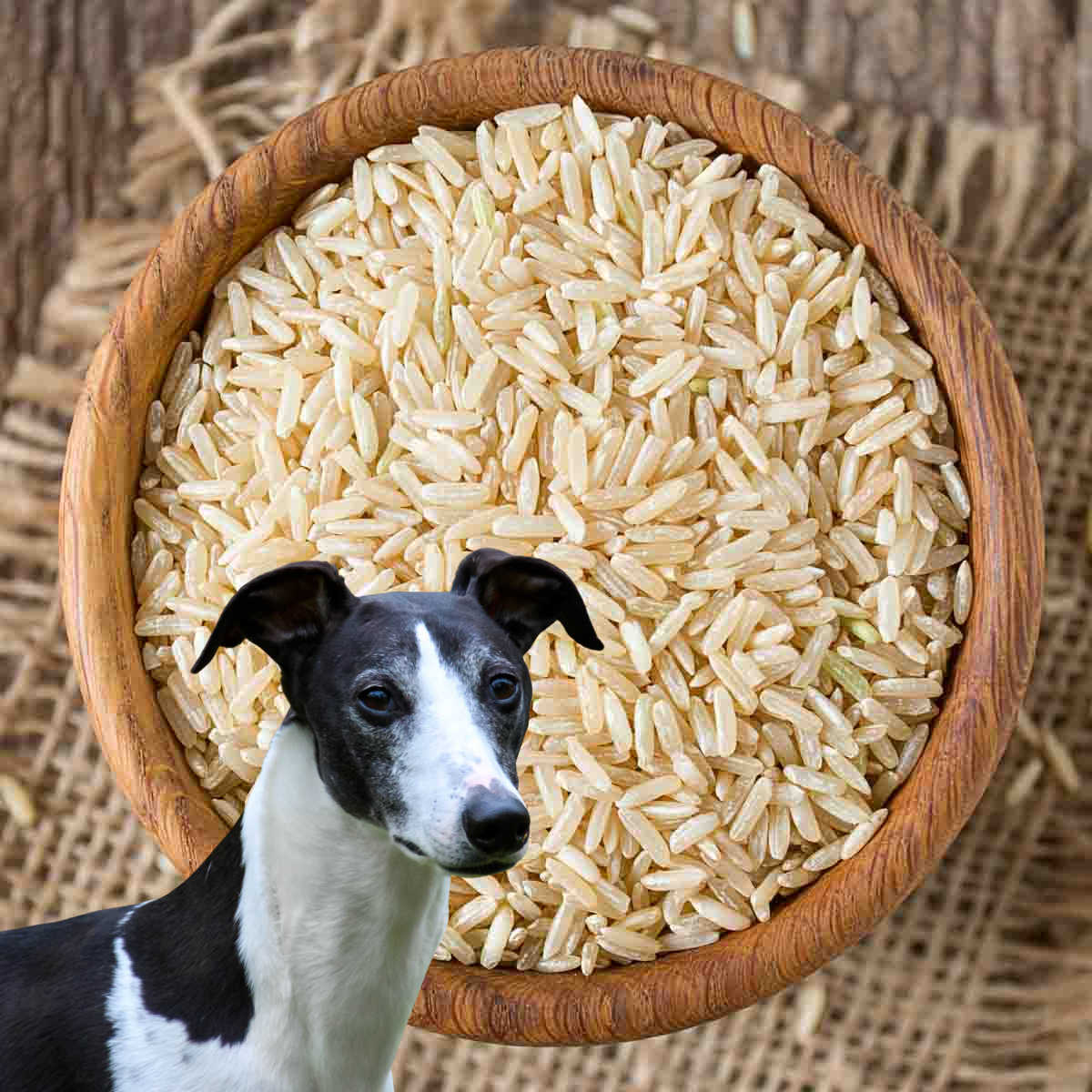 dog in front of a bowl of uncooked brown rice.