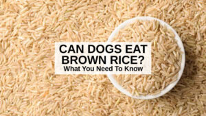 Can Dogs Eat Brown Rice? What You Need To Know