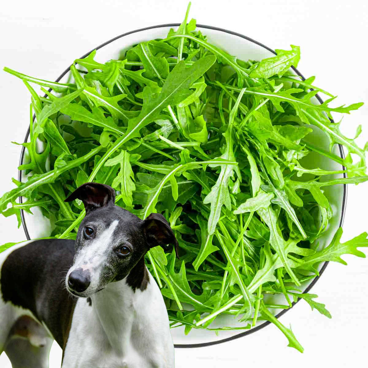 dog in front of a bowl of arugula.