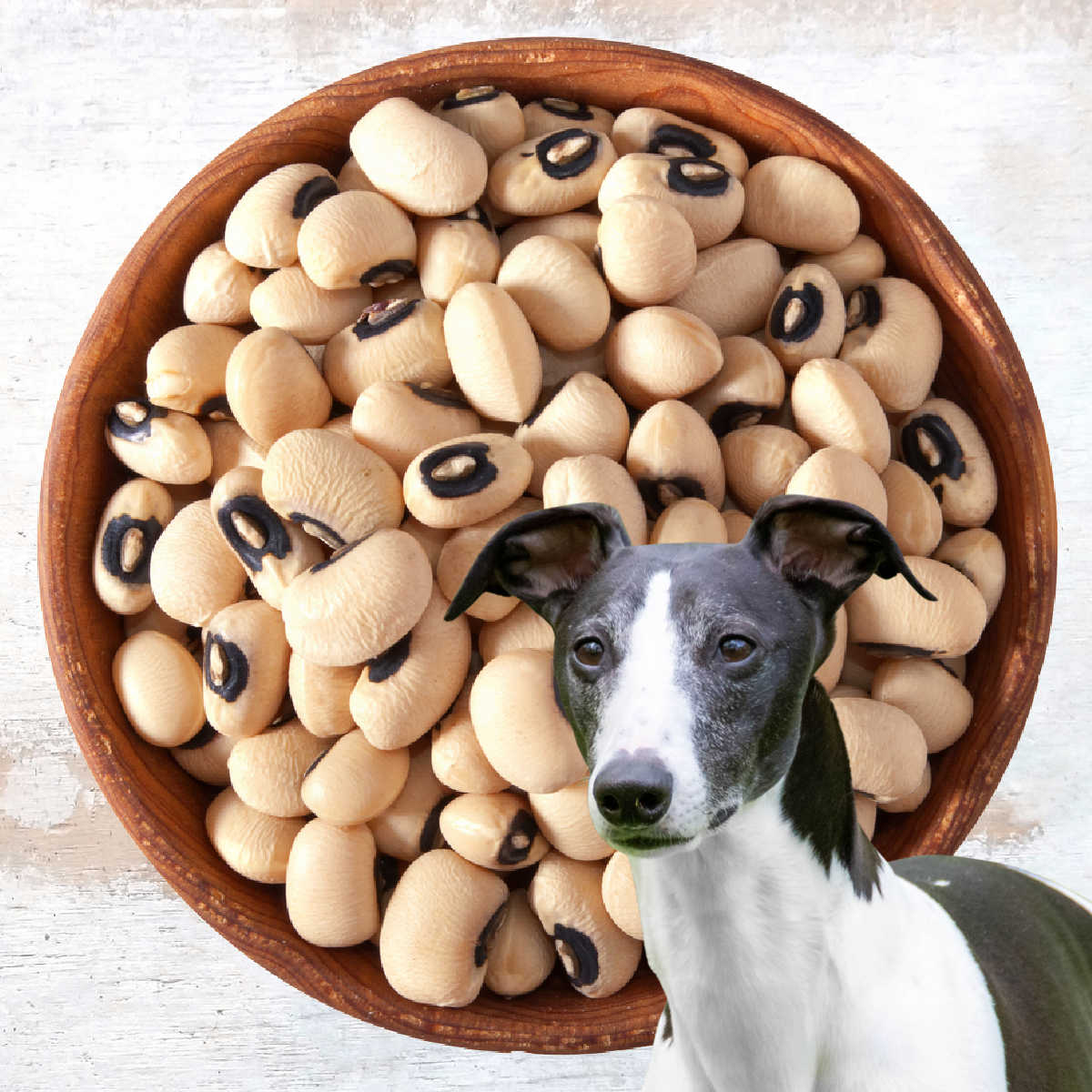 Can a Dog Eat Black Eyed Peas 
