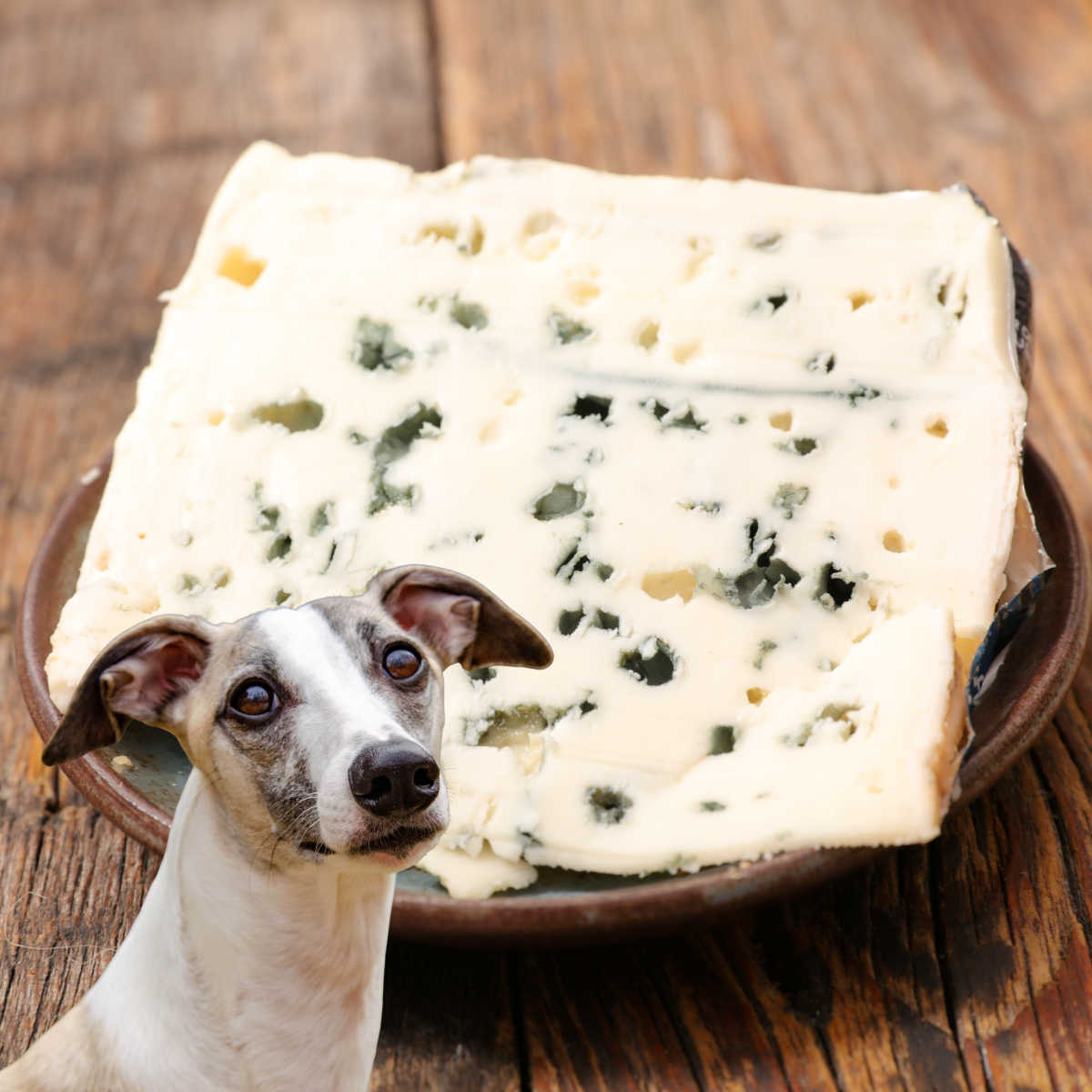 dog in front of blue cheese on a plate.