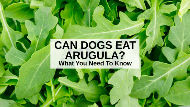 Can Dogs Eat Arugula? What You Need To Know