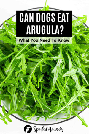 Picture of Can Dogs Eat Arugula? What You Need To Know