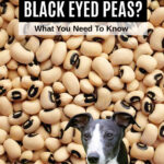 whippet dog in front of black eyed peas.