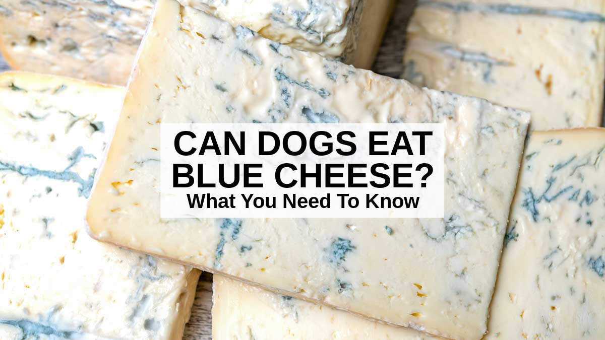a bunch of blue cheese slices.