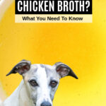 whippet dog in front of a bowl of chicken broth.