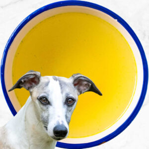 Can Dogs Eat Chicken Broth? What You Need To Know