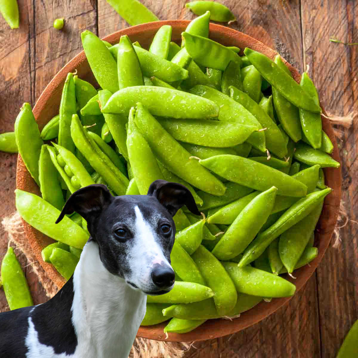 whippet dog in front of a bowl of sugar snap peas.
