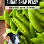 dog in front of a bowl of sugar snap peas.