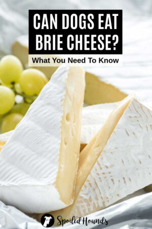 Can Dogs Eat Brie? What You Need To Know