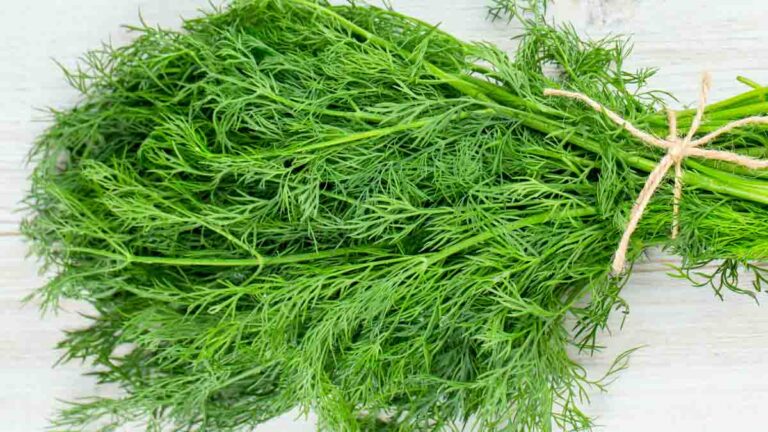 View of Can Dogs Eat Dill? What You Need To Know