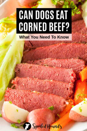 Can Dogs Eat Corned Beef? What You Need To Know