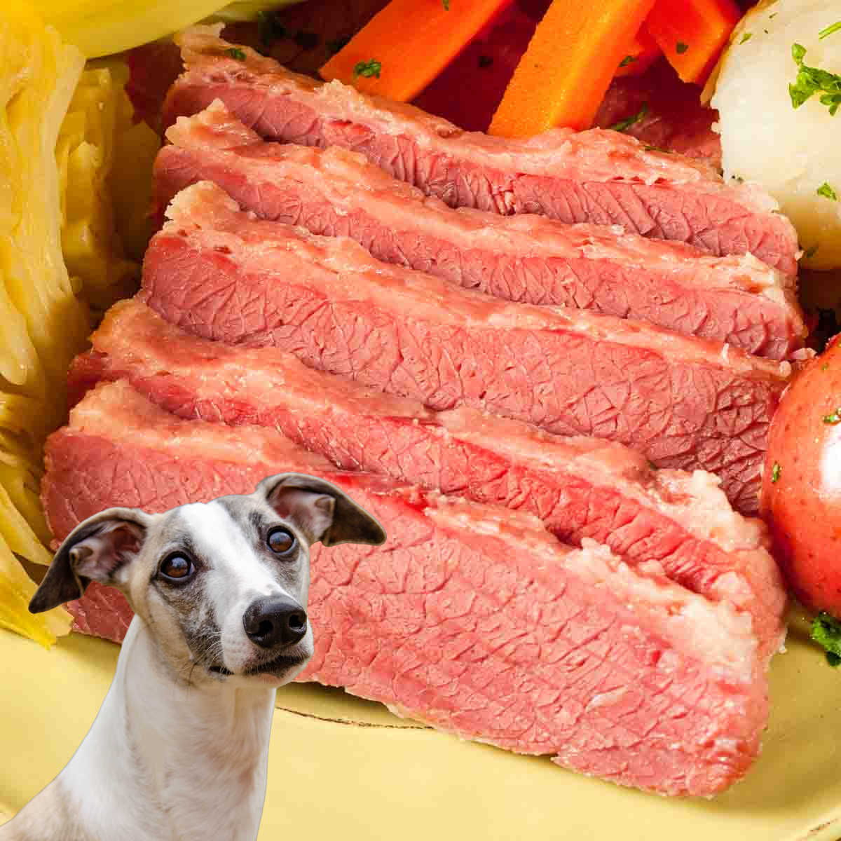 dog in front of corned beef slices on a plate.