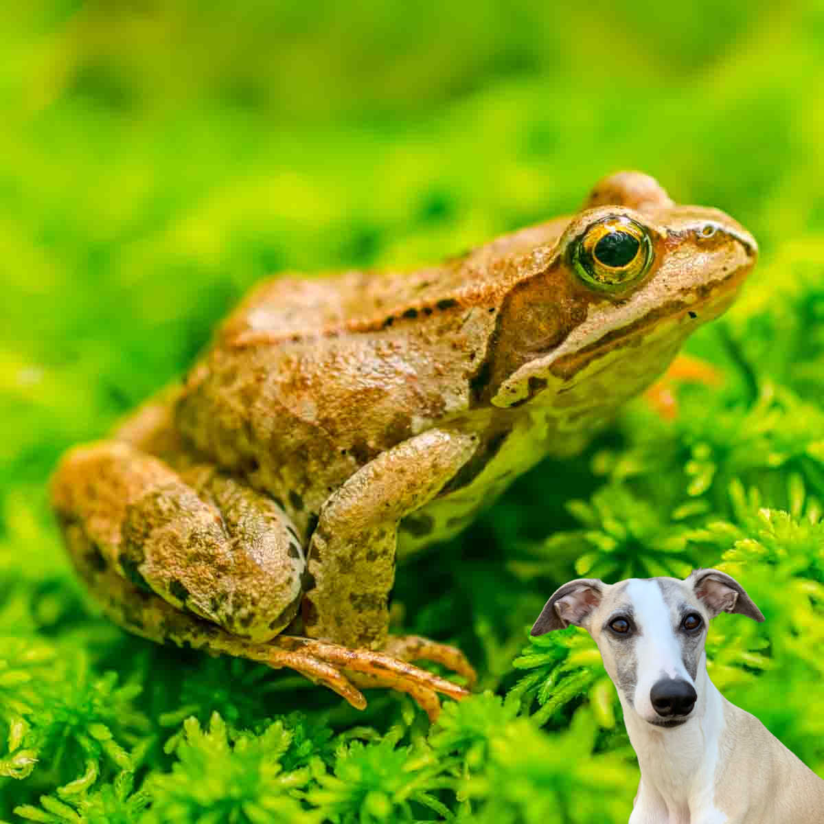 Dog in front of a frog sitting on grass.