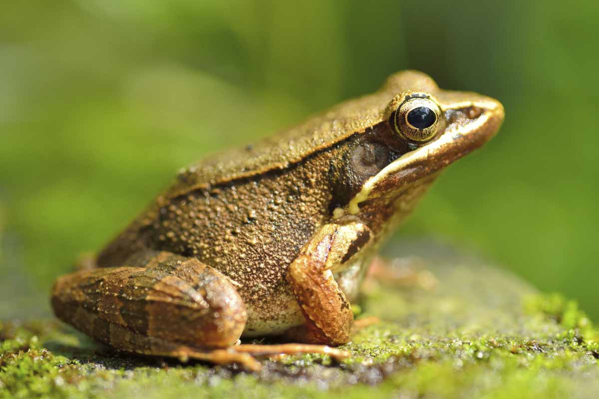 Frog sitting on moss.
