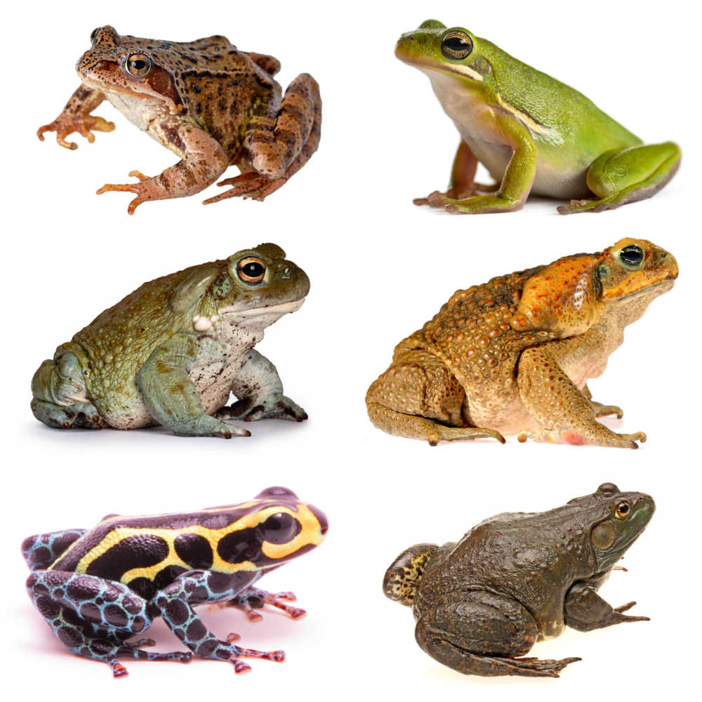 Various frogs and toads.