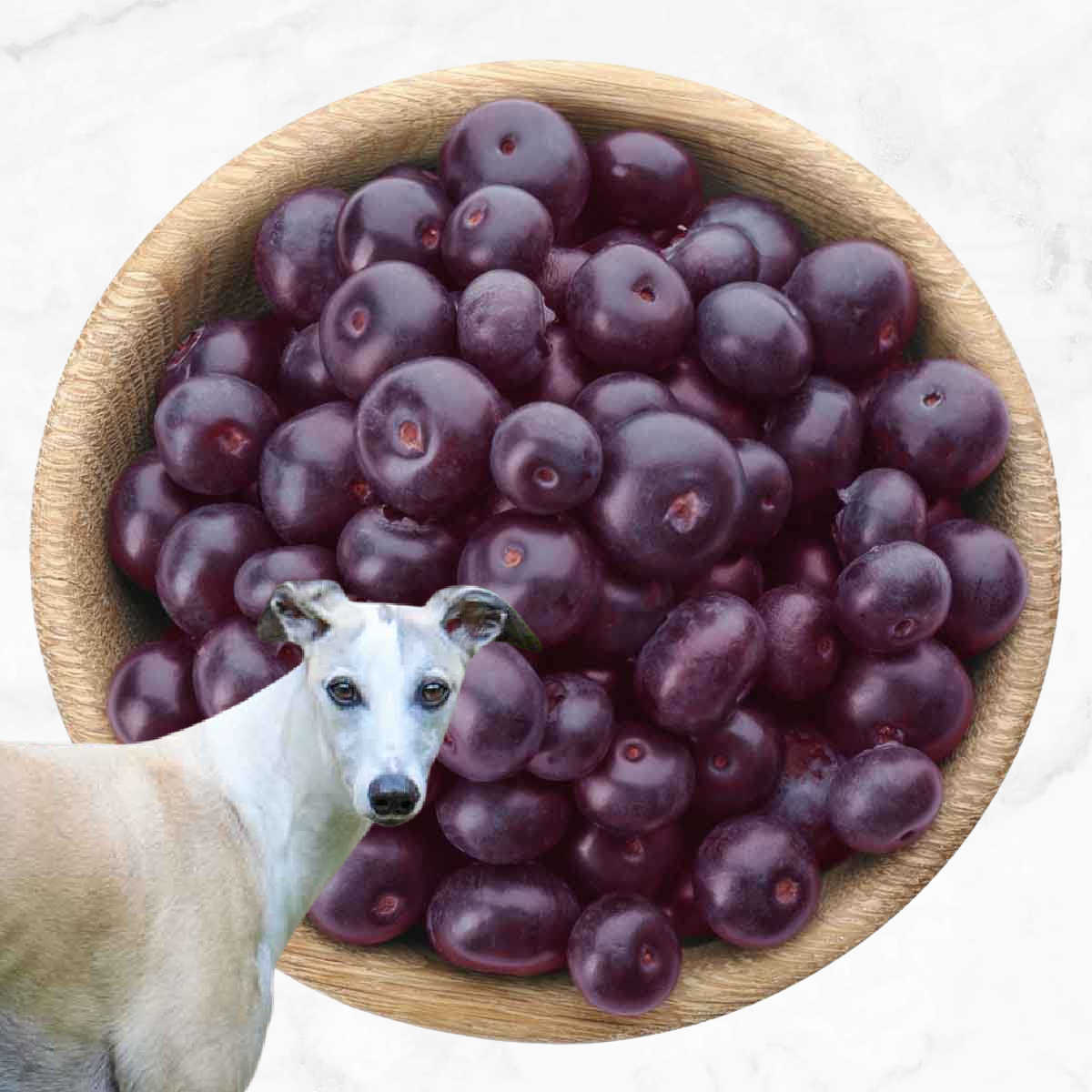 Dog in front of a bowl of acai berries.