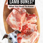 Dog in front of a platter of lamb bones.