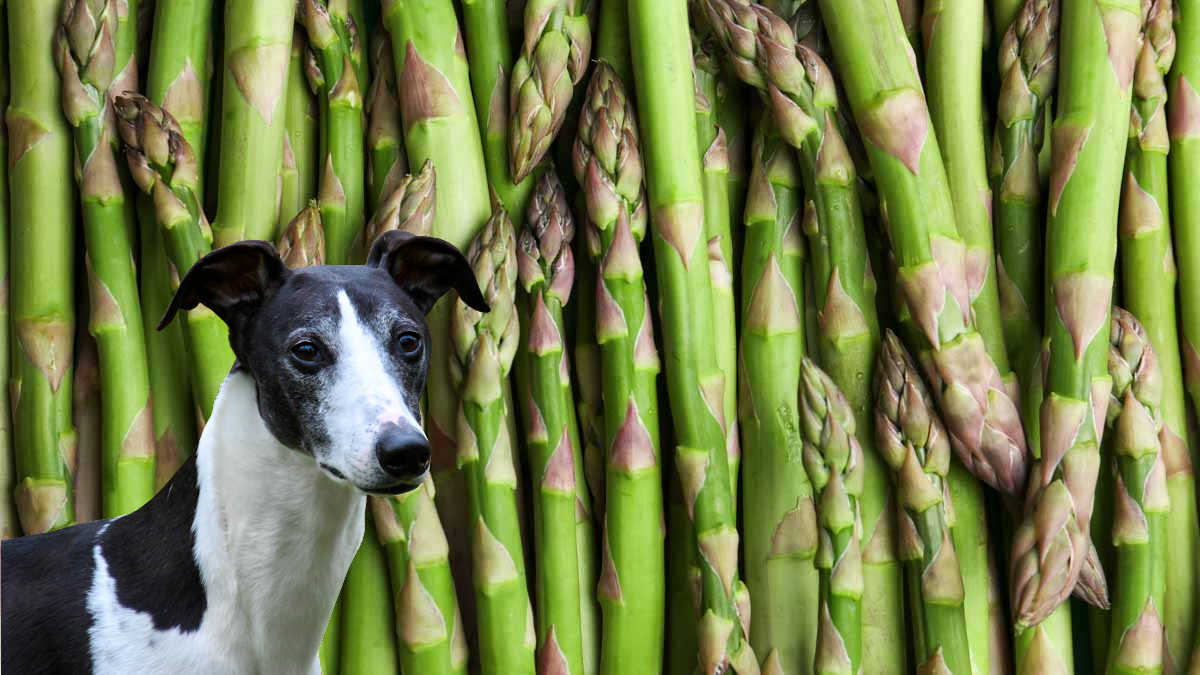 Dog in front of fresh asparagus stalks.